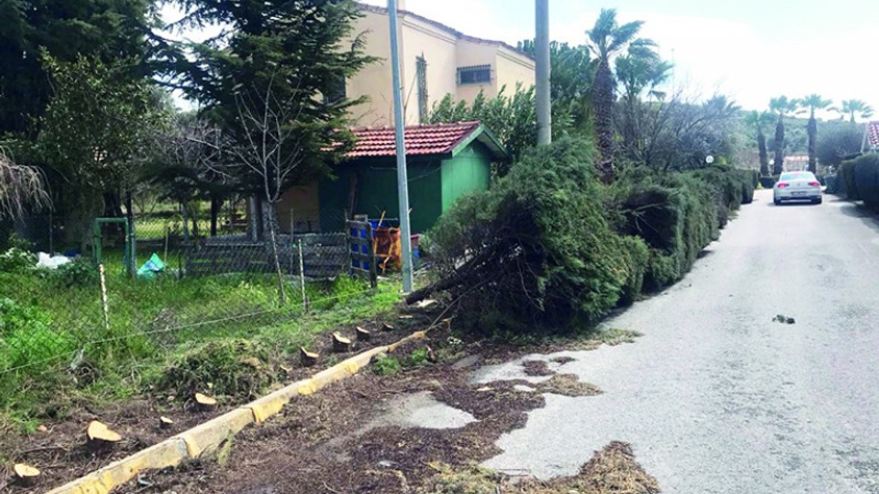 Urla kayyımı yola taştı gerekçesiyle ağaçları kestiriyor