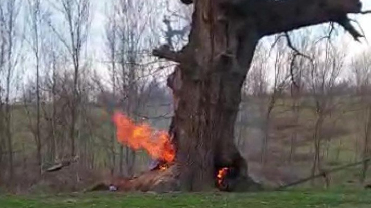 400 yıllık çınar ağacını yaktılar