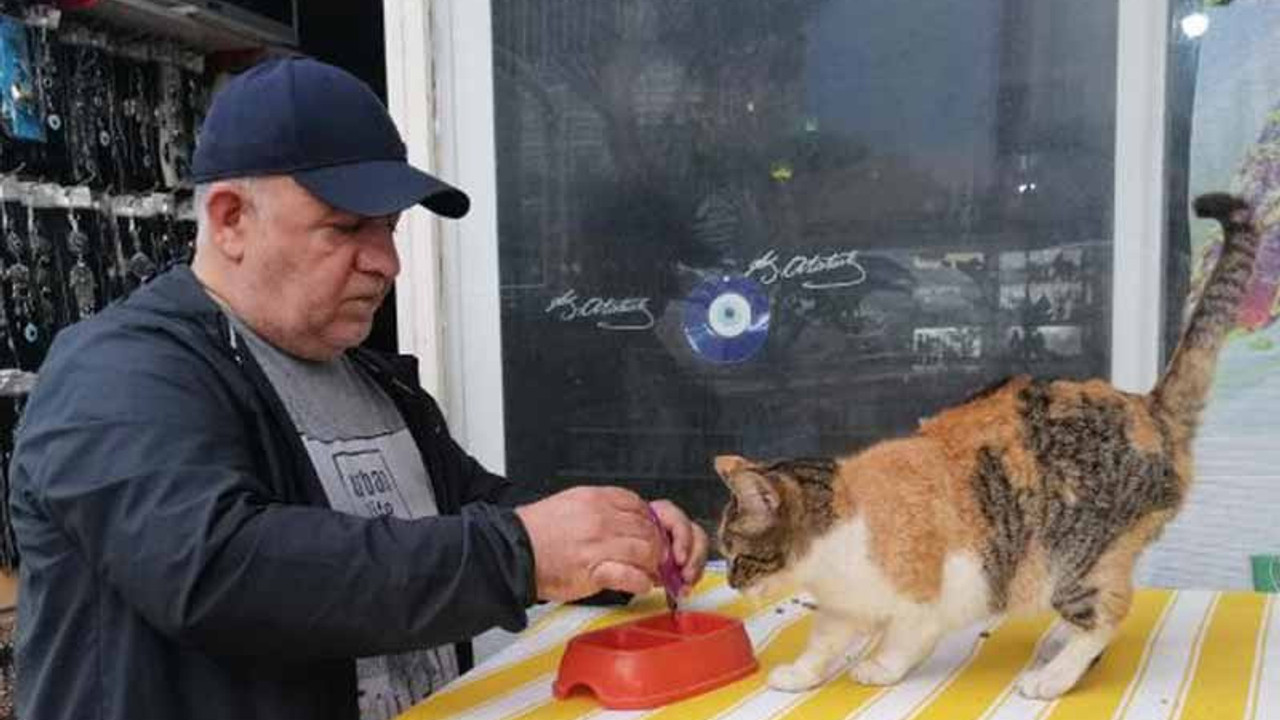 Sokak kedileri için dükkanını kapatmıyor: İnsanlık görevi