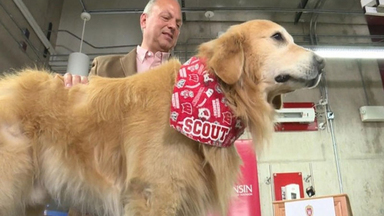 Köpeklerin koronavirüsü tespit edebileceği düşünülüyor