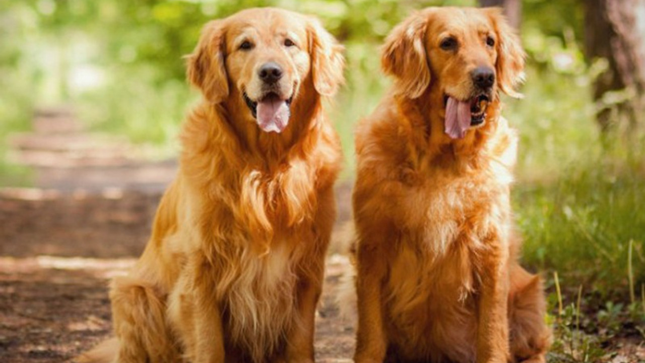 Çin'de köpek eti tüketimine yasak sinyali