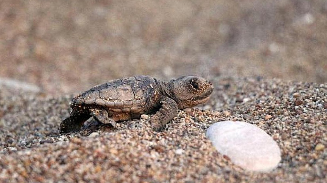 Caretta carettalar ilk yumurtalarını bırakmaya başladı