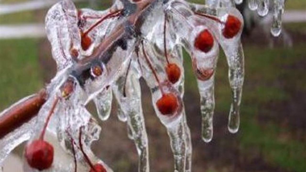 Meteorolojiden Doğu Anadolu'da 6 il için zirai don uyarısı