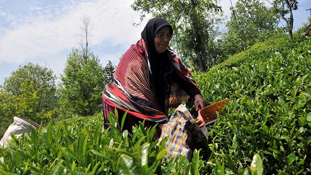 Çay üreticileri 19 Mayıs'ta Karadeniz'e gidebilecek