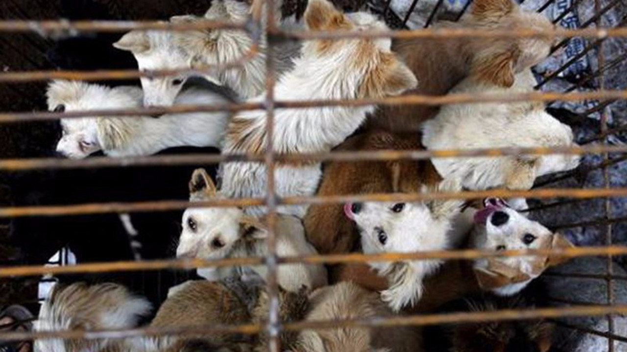 Çin'de yine köpek katliamı