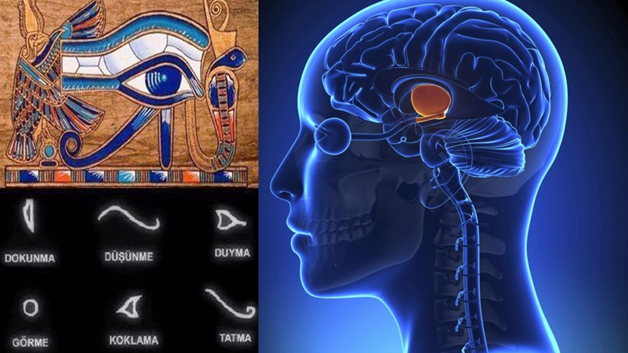 Horus'un Gözü Talamus'un keşfi