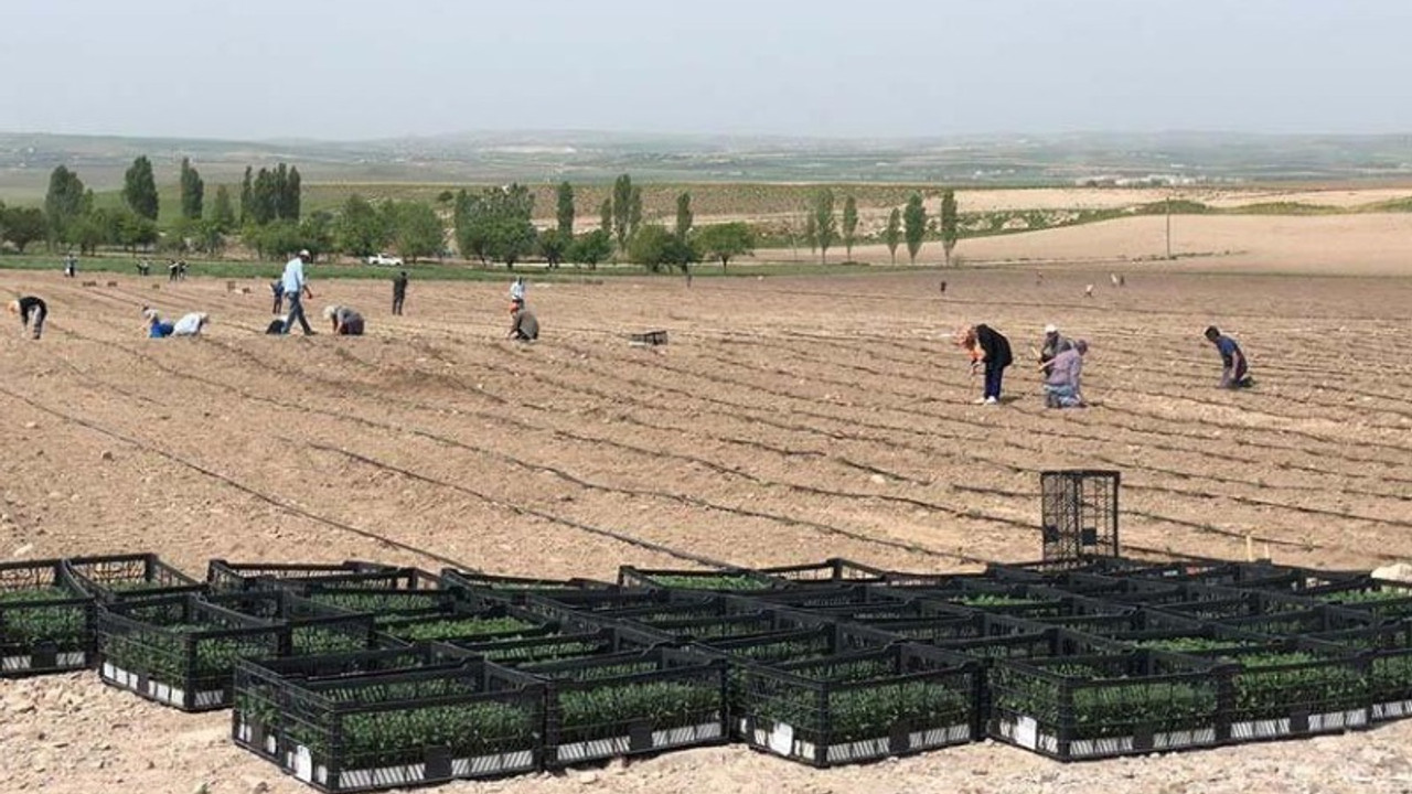 Ankara'da belediyenin ürettiği ürünler halka dağıtılacak