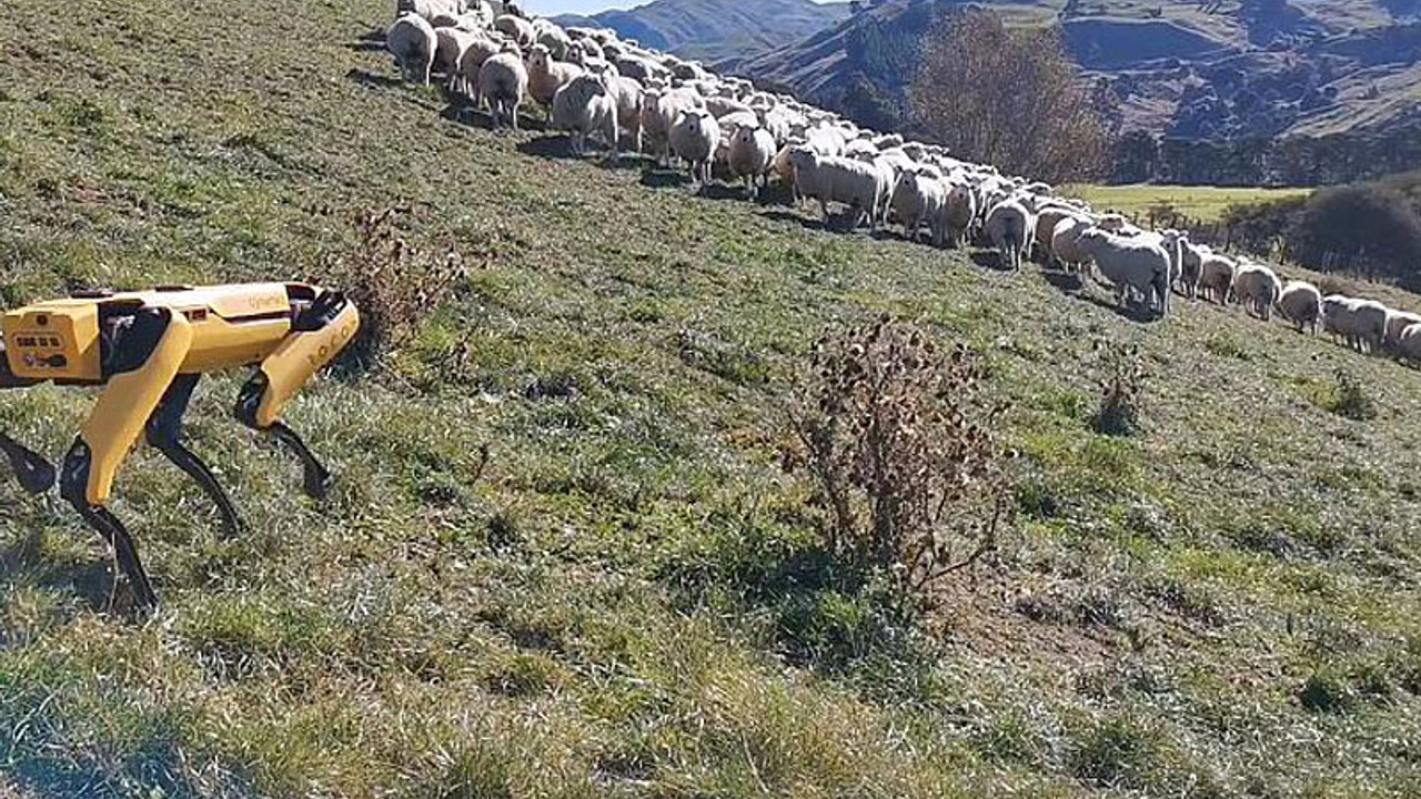 Yeni Zelanda'da robot çoban köpeği geliştirildi