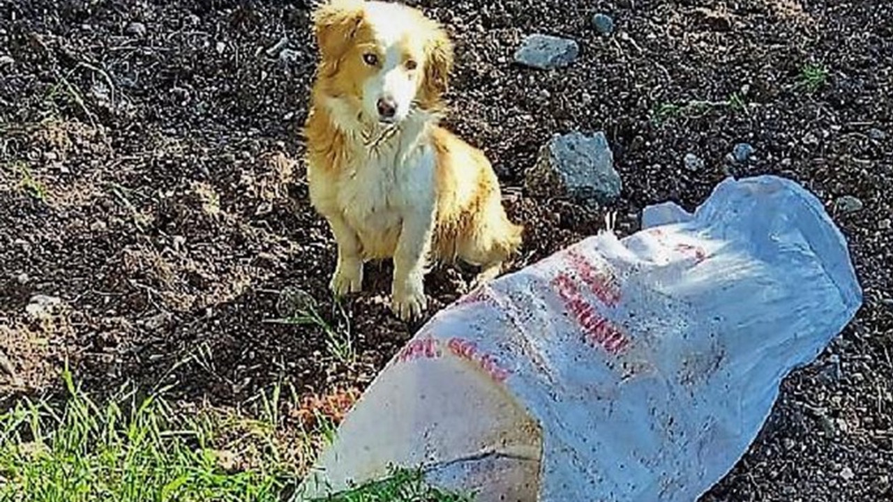 Çuvala koyup ölüme terk ettiler