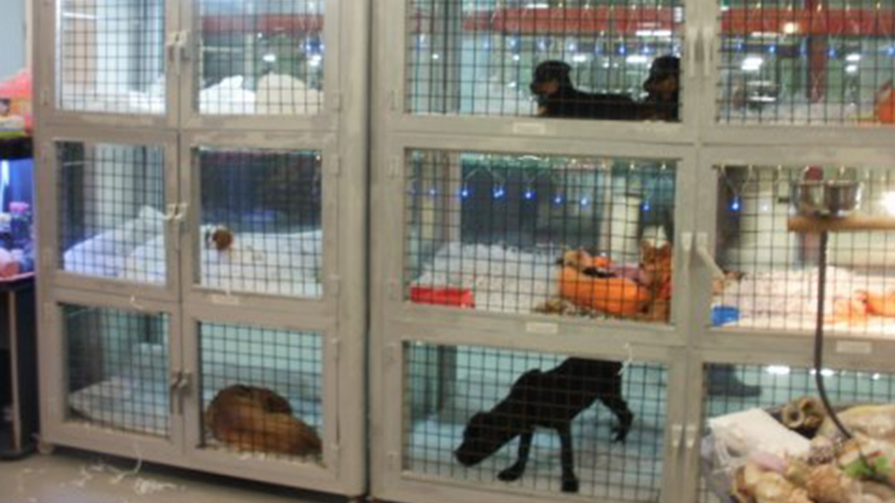 'Pet shop'larda hayvan satışı yasaklanacak'