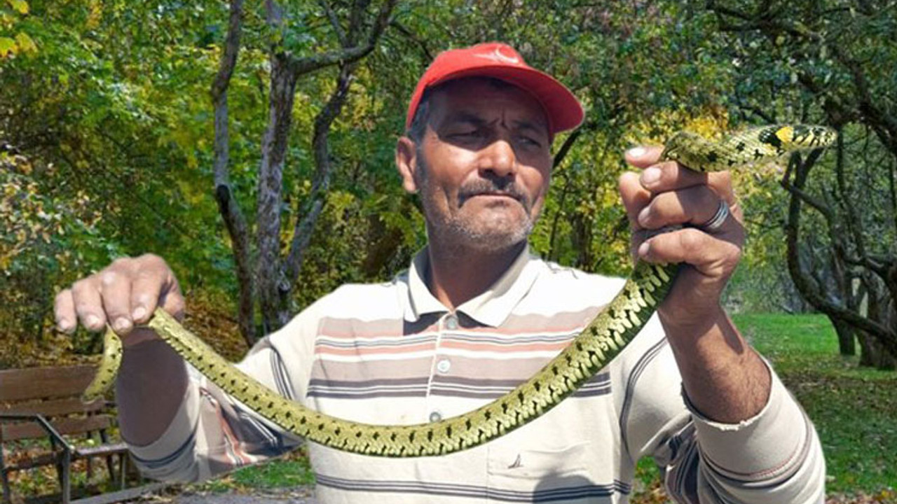 Metresi 300 liraya eliyle yılan yakalıyor