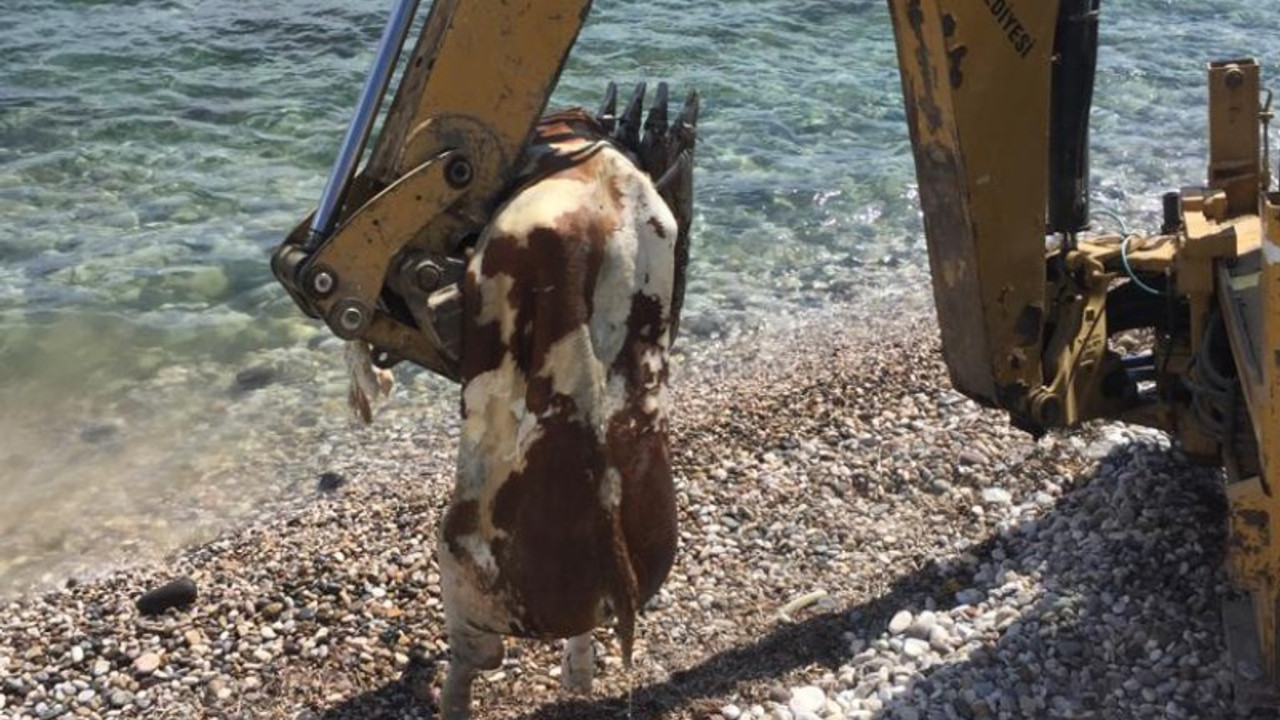 Çeşme’de sahile ölü inek vurdu