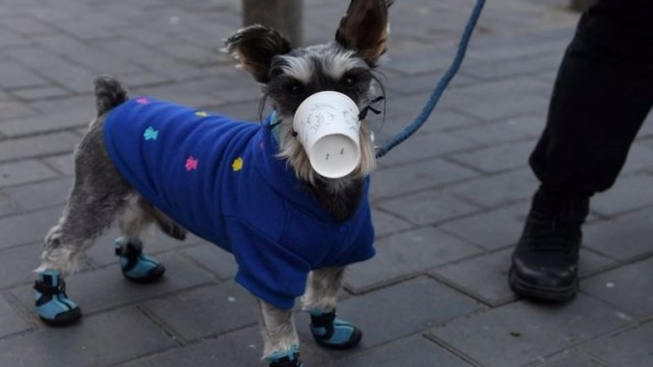 Danimarka'da köpek ve vizonlarda Corona çıktı