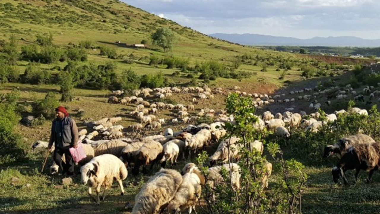 Dersim'de askerlerden yaylacılara: Oradan inin hoşumuza gitmiyorsunuz