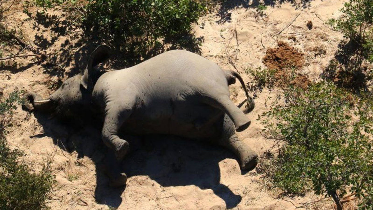 Afrika'da 350'den fazla fil ölü bulundu