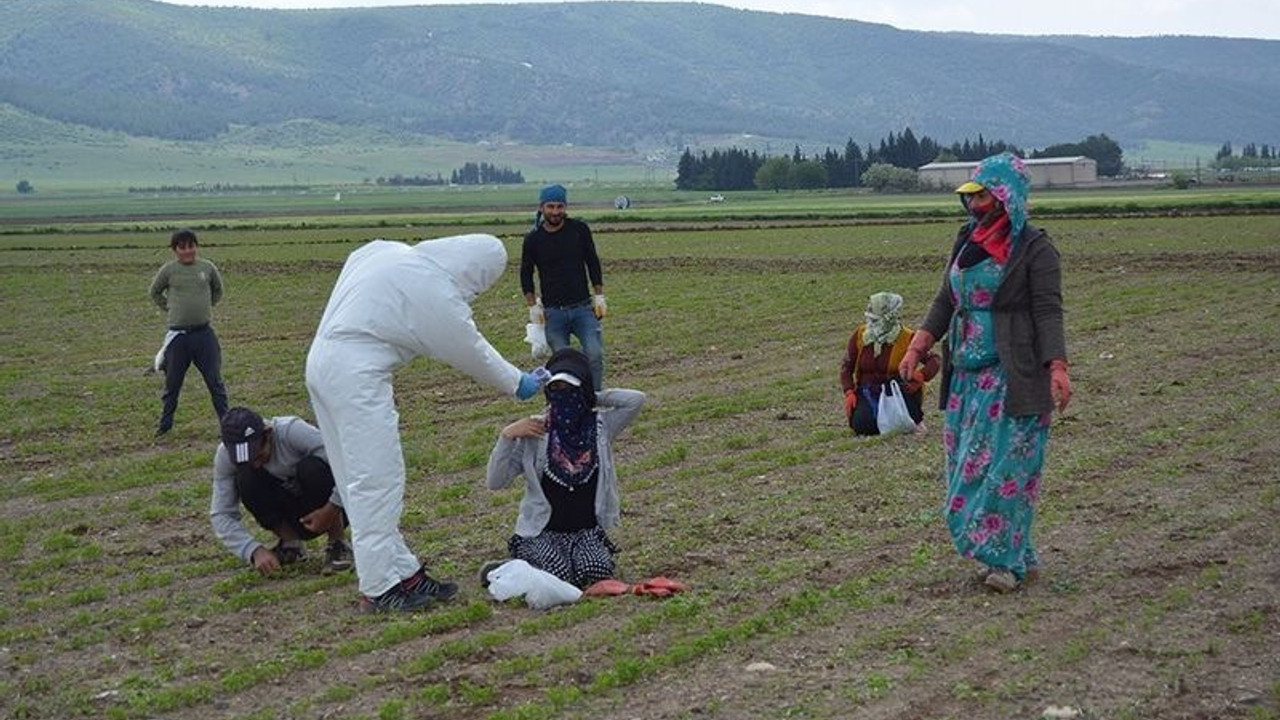 Mevsimlik tarım işçileri açlıkla ölüm arasında: Hem salgın hem de kötü koşulların kıskacındalar