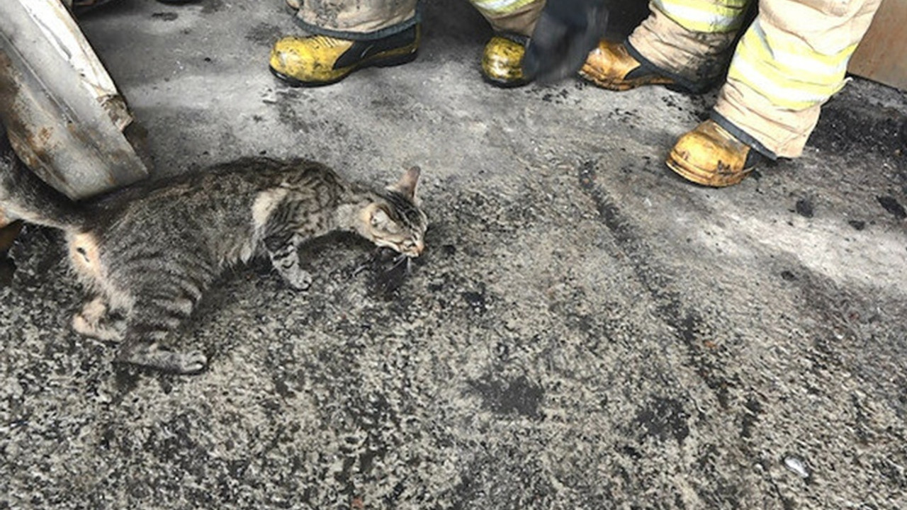 Yangının başından ayrılmayan anne kedi yavrularını bırakmadı