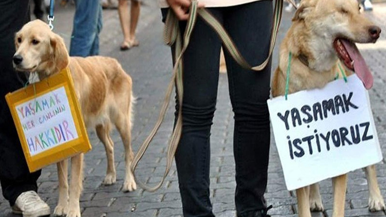 Kendisine emanet edilen köpeğe cinsel saldırıda bulunan kişi tutuklandı