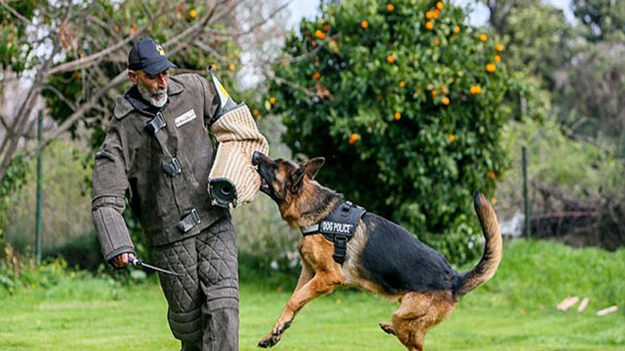 Hollanda'da köpek eğitiminde elektrik şoku kullanımı yasaklandı