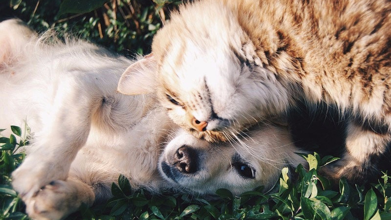 Araştırma sonuçları ortaya koydu: İnsanlar kedi ve köpeklere Coronavirus bulaştırıyor