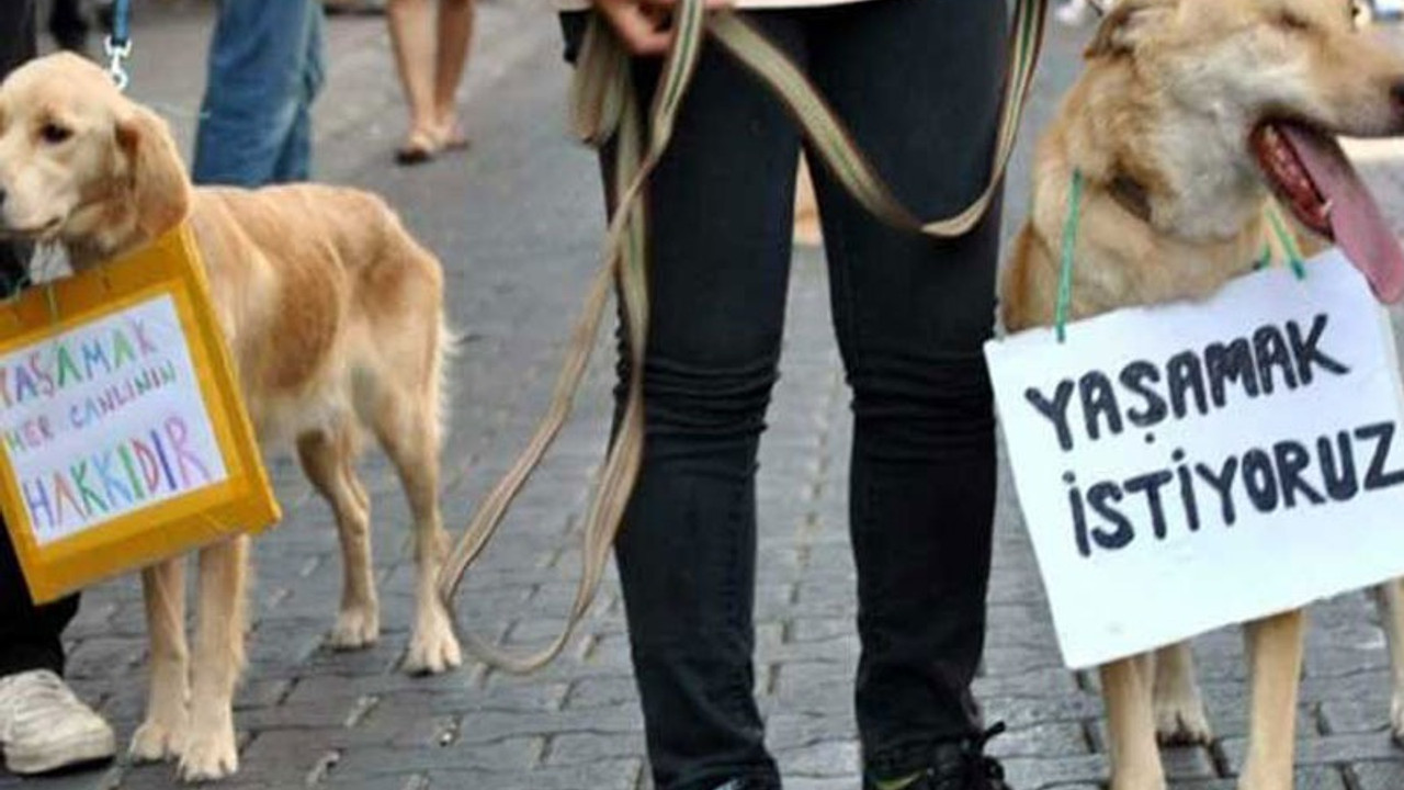 Aynı mahallede 3 ayda 25 kedi zehirlenerek öldürüldü: Bu nereye kadar devam edecek?