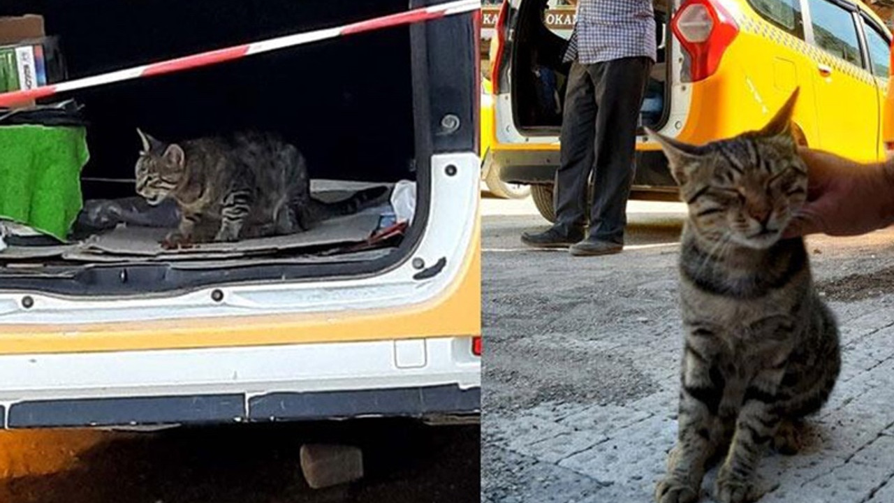 Annesi ölen kedi esnafın maskotu oldu