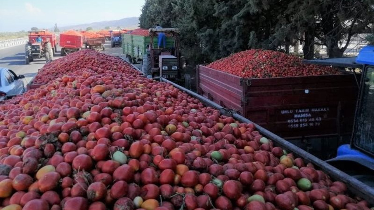 Çiftçi zorda: Firmalar aynı gün aynı yerden toplanan ürüne her kamyonda farklı fiyat biçti