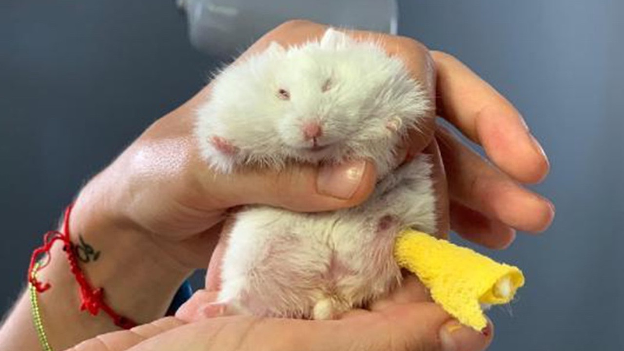 Ayağı kırılan 25 gramlık hamster 'Böğürtlen'e pim takıldı