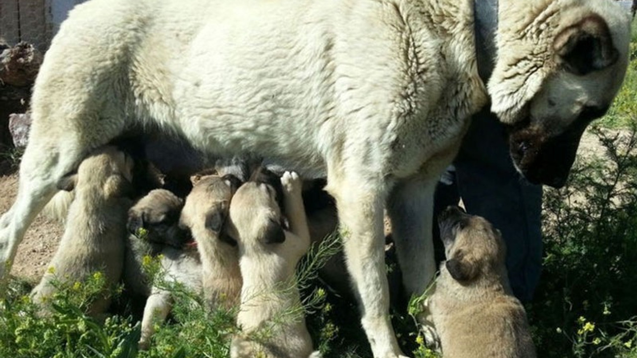 Kangal köpeklerinin yavrularını yemesinin nedeni belli oldu