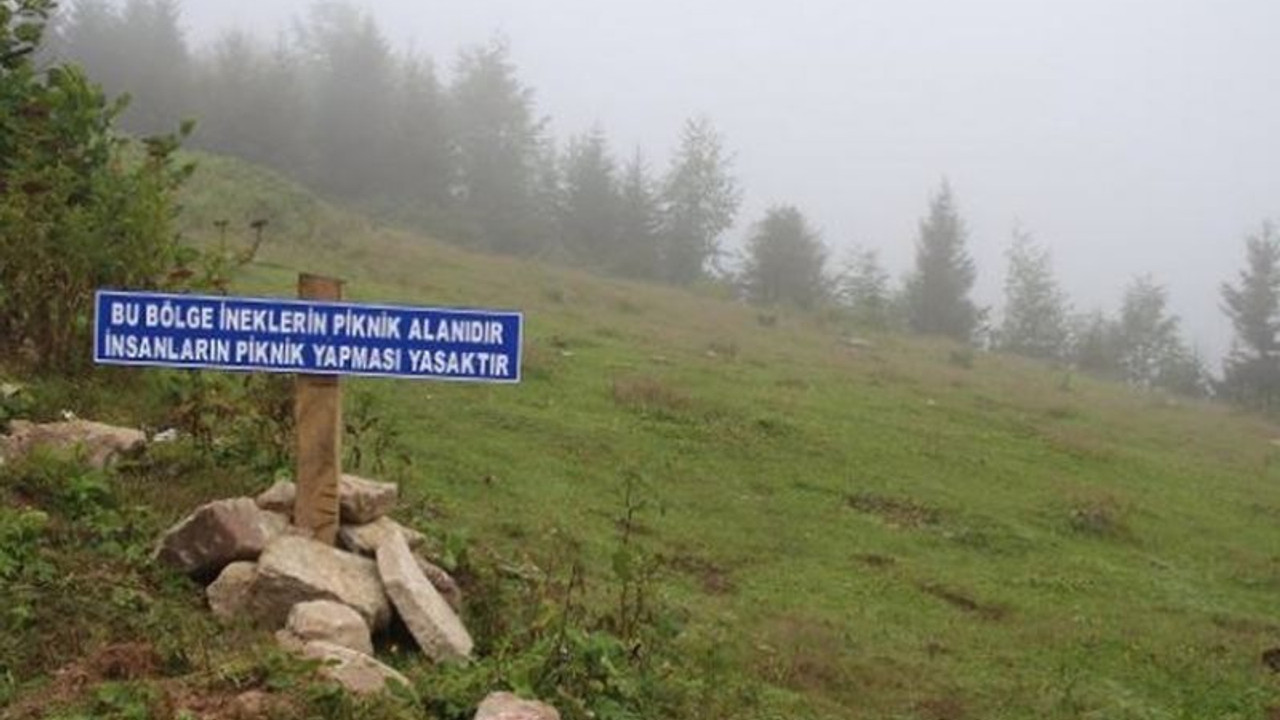 Piknikçilere uyarı: Bu bölge ineklerin piknik alanıdır, insanlara yasak