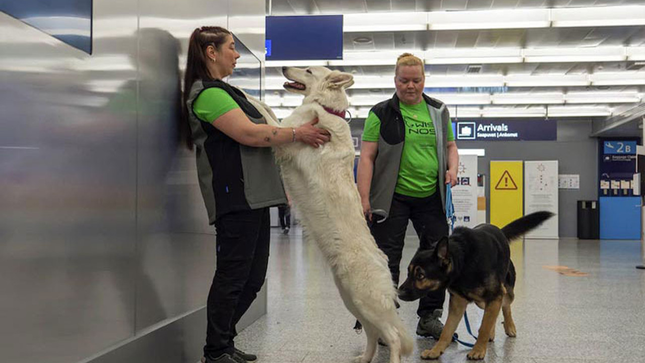 Finlandiya'da Coronavirus tespitinde köpekler görevlendirilecek