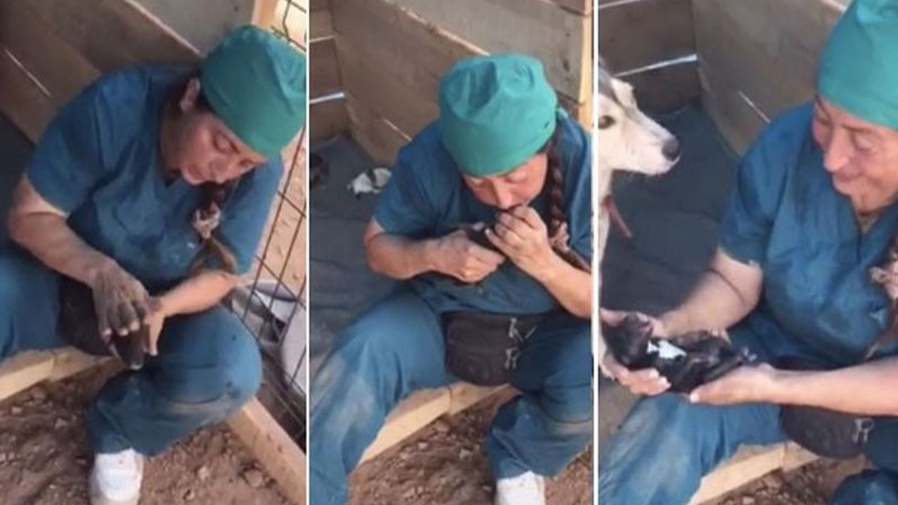 Ölü doğan 4 yavru köpeği kalp masajı yaparak hayata döndürdü