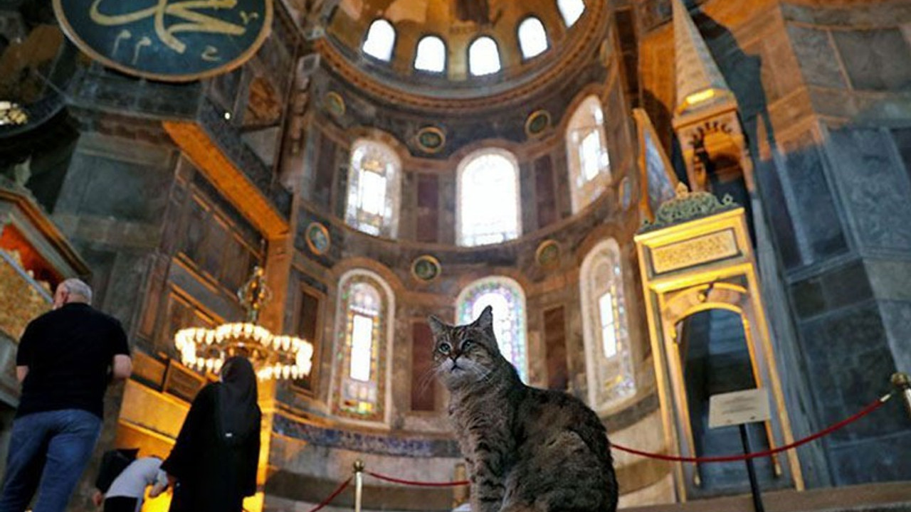 Ayasofya'nın sembol kedisi Gli çok hasta