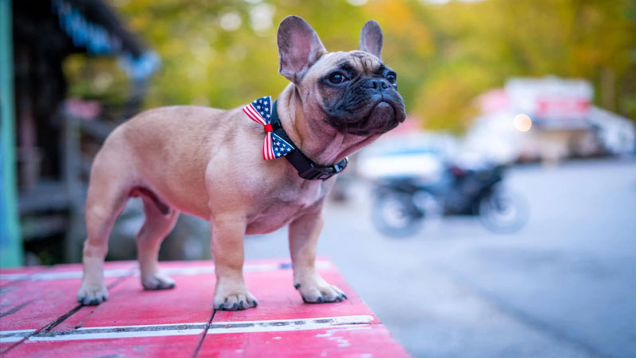 ABD’nin Kentucky eyaletinde bir köpek belediye başkanlığına seçildi