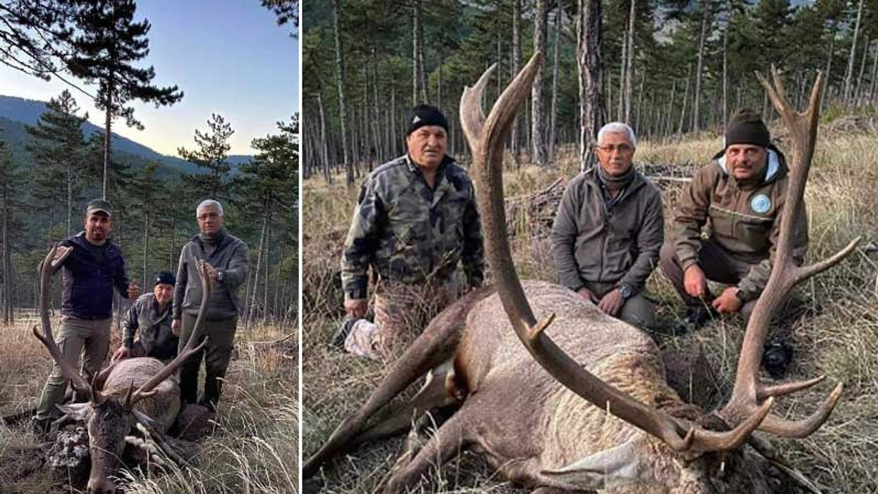 MHP'li eski Belediye Başkanı, nesli tükenmekte olan geyiği vurdu