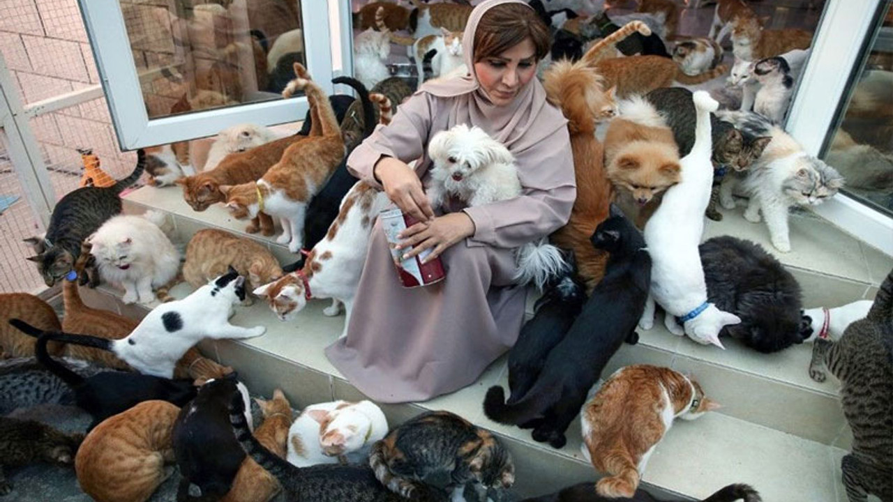 480 kedi ve 12 köpekle beraber yaşıyor