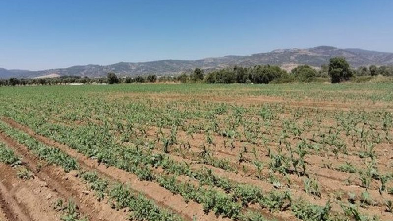 Tarımın başkentine kum ocağı: Bu, bölgeye el bombası koymaktır, çiftçiyi bitirirler