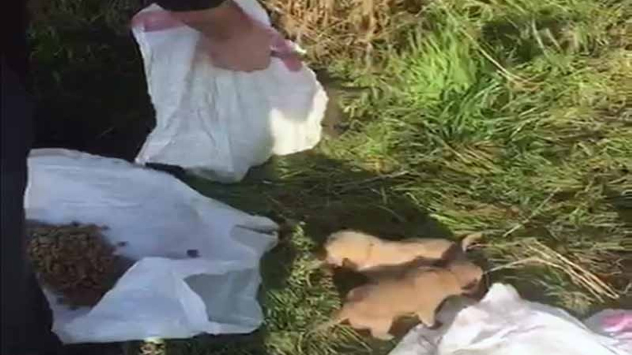 Çuvalda ölüme terk edilen 12 yavru köpek kurtarıldı