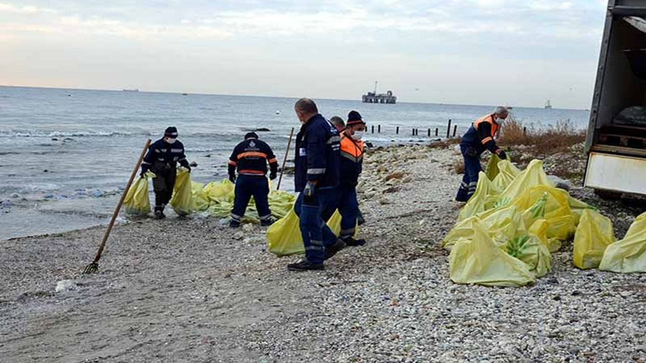 Avcılar sahilinden 10 ton zehirli denizanası toplandı