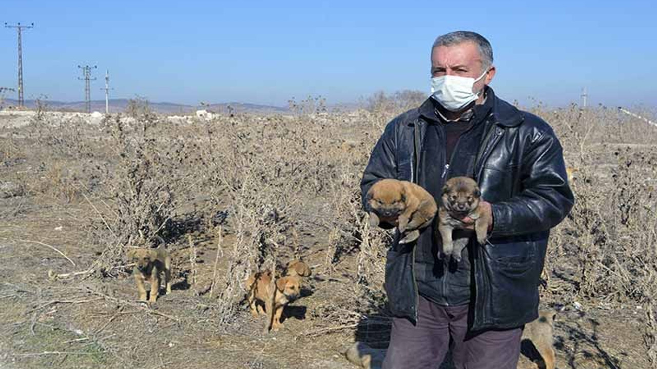 Topladığı ve satın aldığı yiyeceklerle sokak hayvanlarına bakıyor