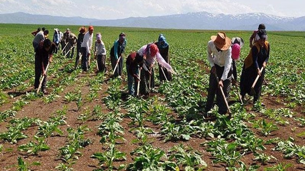 Şeker fabrikalarında asıl yükü çeken mevsimlik işçiler 25 yıldır kadro bekliyor