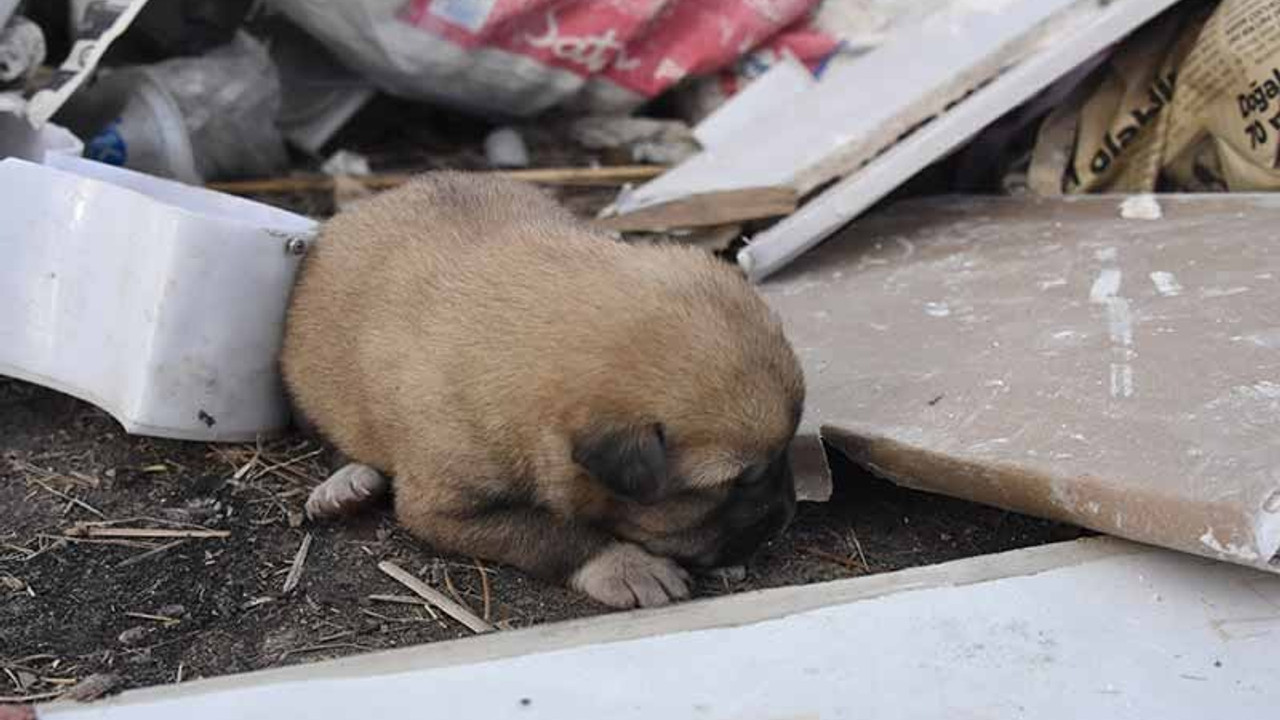 Kulübe ateşe verildi, 9 yavru köpek öldü