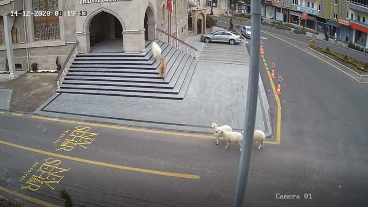 Bir koyun, bir keçi ve üç kuzudan belediye binasına 'baskın'