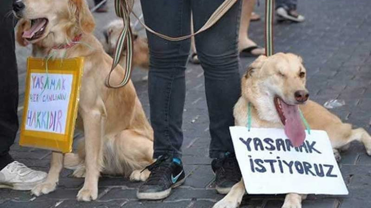 Bursa'da ormanlık alanda 20'den fazla köpek ölü bulundu