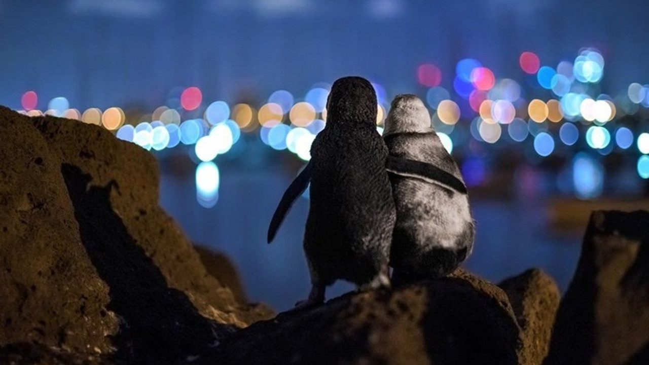 Fotoğraf ödülü, 'Eşlerini kaybetmiş iki penguenin tesellisi'ne