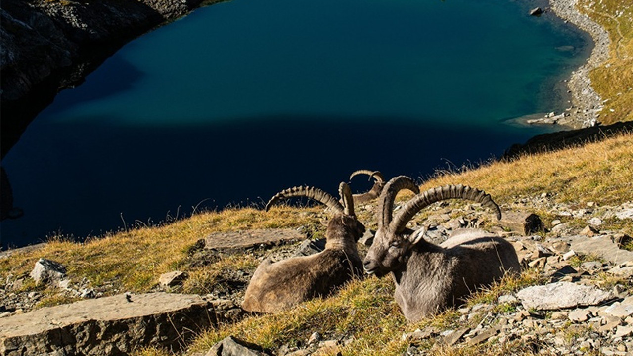 Dersim'de şüpheli şekilde ölen 8 yaban keçisi için suç duyurusu