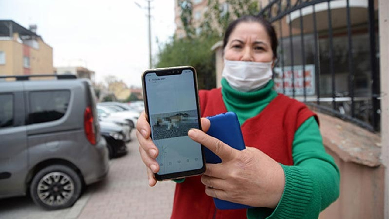 Mersin'de 15 kedi zehirlendi