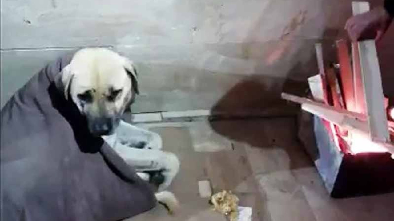 -20 derecede donmak üzere olan köpeğin üzerine battaniye örtüp, yanına ateş yaktı