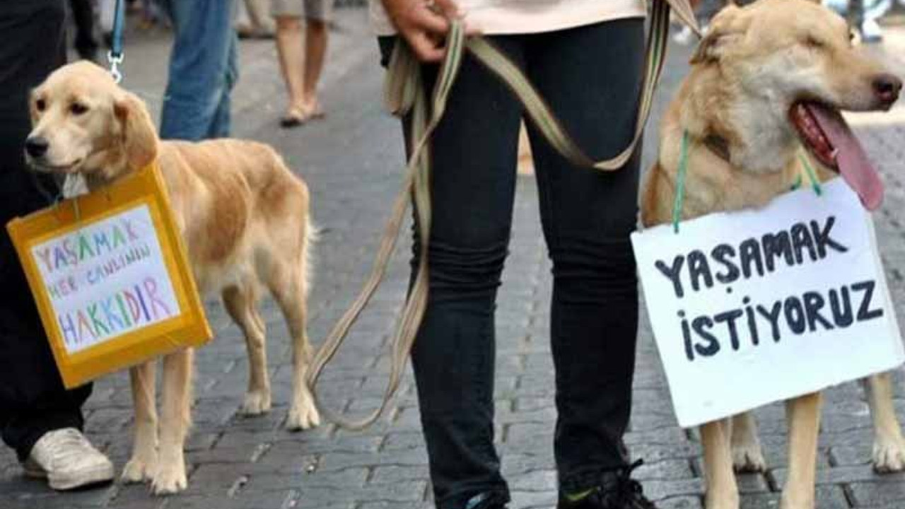 'Hayvanları koruyamazsak, kadına şiddetin de çocuk istismarının da önüne geçemeyiz'