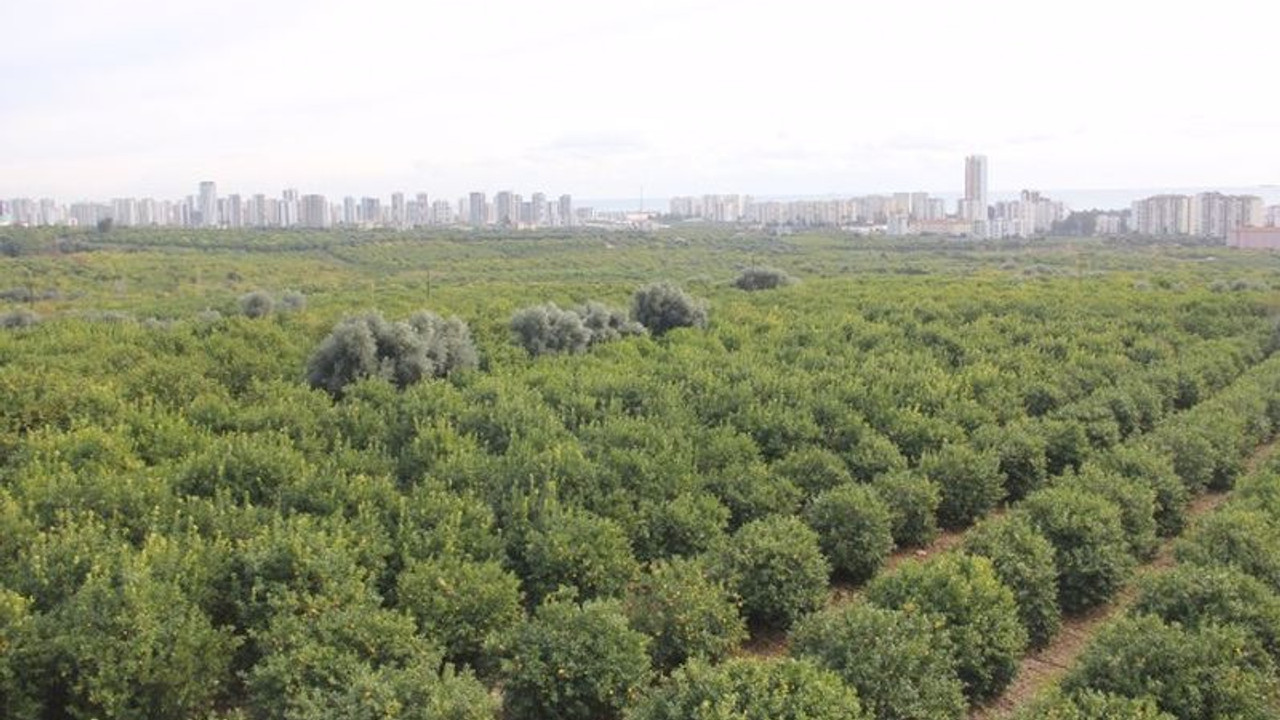 Sanayi sitesi için 60 bin ağaç katliamı: 'Ranta açılıyor' diyen arazi sahipleri tepkili